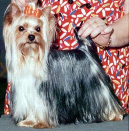 tyree yorkies ojibwa yorkies tyree yorkies ojibwa yorkies